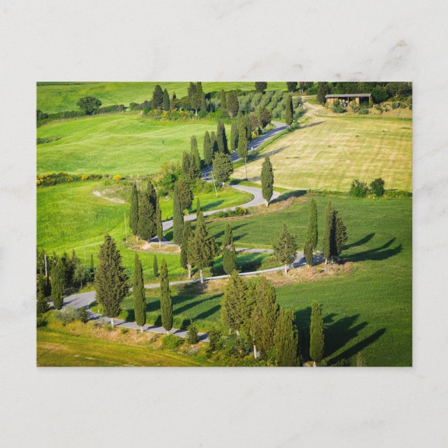 Postale Route sinueuse bordée de Cypress en Toscane carte  (Devant)