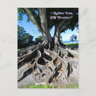 Postale Rubber tree Racines Courbées Fort Myers Carte post