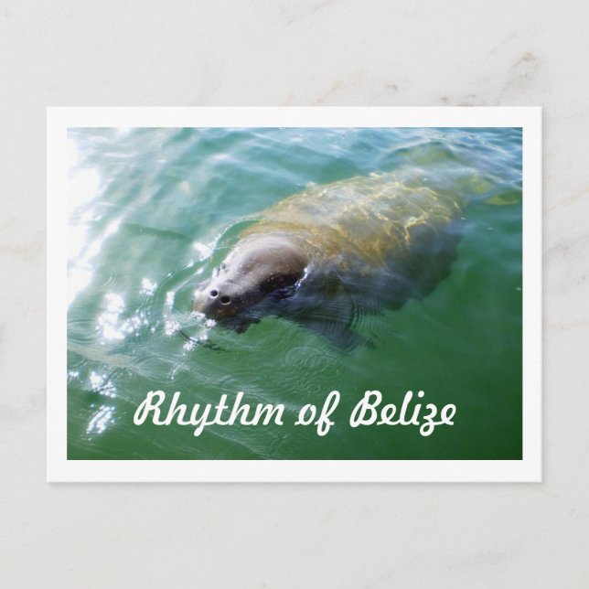 Postale Rythme de Belize Manatee dans la carte blanche de  (Devant)