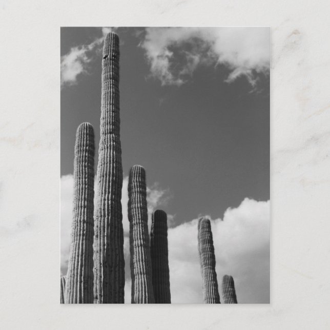 Postale Saguaro Cactus Pipes Desert B&W Photo Carte postal (Devant)