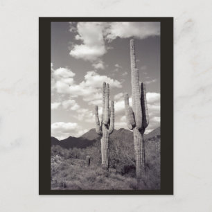 Postale Saguaro Cactus Sonora Desert B&W Photo Carte posta