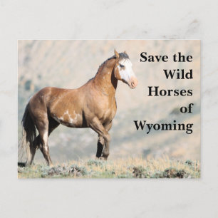 Postale Sauvez les chevaux sauvages du Wyoming Carte posta