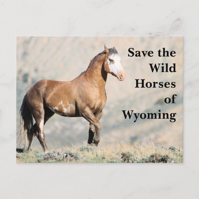 Postale Sauvez les chevaux sauvages du Wyoming Carte posta (Devant)