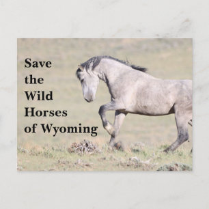 Postale Sauvez les chevaux sauvages du Wyoming Carte posta