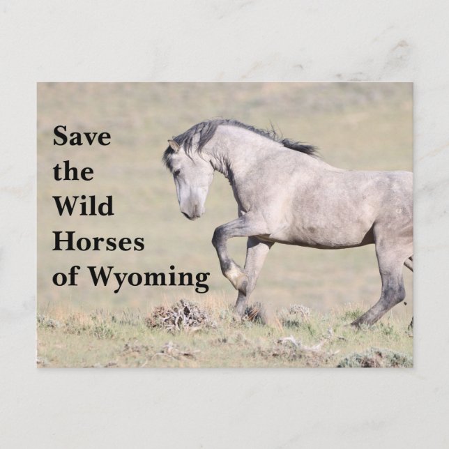 Postale Sauvez les chevaux sauvages du Wyoming Carte posta (Devant)