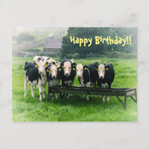 Postale Souriez s'il vous plaît ! Vaches mignonnes Carte p