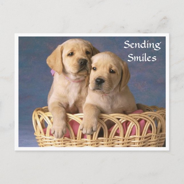 Postale Sourires Bonjour Labrador Retriever Puppet carte p (Devant)