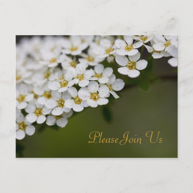 Postale Spiraea S'Il Vous Plaît Rejoignez-Nous Carte Posta (Devant)