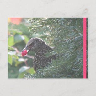 Postale Starling dans Yew-Tree do-it-yourself carte postal