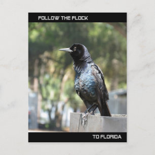 Postale Suivez la carte Flock Post en Floride