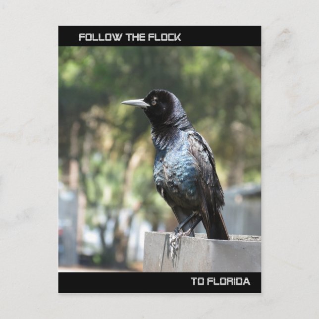 Postale Suivez la carte Flock Post en Floride (Devant)