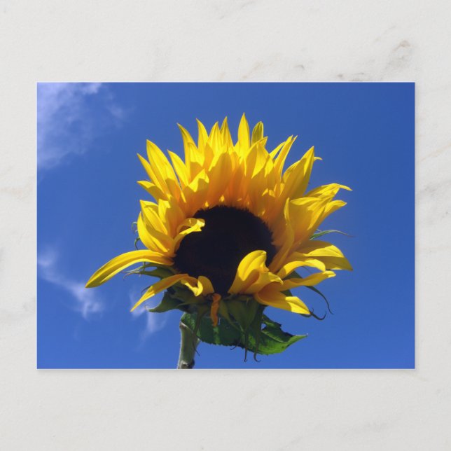 Postale Sunflower Sunrise - Carte Notes non réglées (Devant)