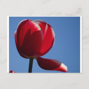 Postale Sunny Red Tulip Fermer do-it-yourself carte postal