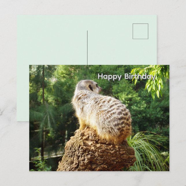 Postale Suricate avec vues imprenables, carte de vœux d'an (Devant / Derrière)