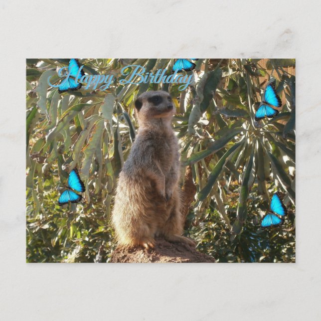 Postale Suricate et papillons bleus, carte de vœux d'anniv (Devant)