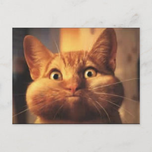 Postale Surprised Cat carte postale.