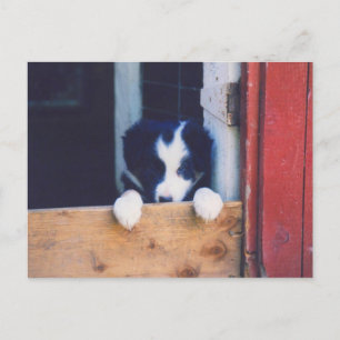Postale Sweet Border Collie Chien Chien Chien Puppy Carte 