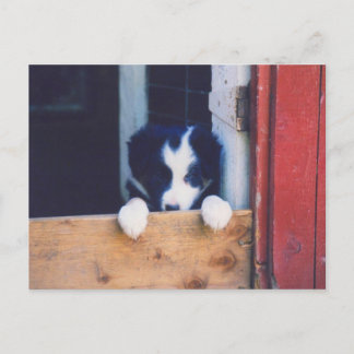 Postale Sweet Border Collie Chien Chien Chien Puppy Carte