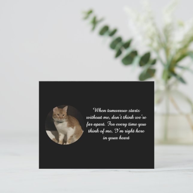 Postale Texte de nom de photo de chat Carte de sympathie d (Debout devant)