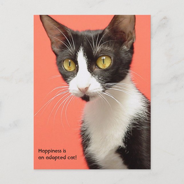 Postale Topenga - Le bonheur est un chat adopté ! Carte po (Devant)