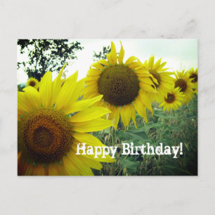 Postale Tournesols photo de terrain Bonne carte d'annivers