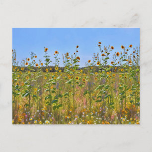Postale Tournesols sauvages sur une clôture de ferme Carte