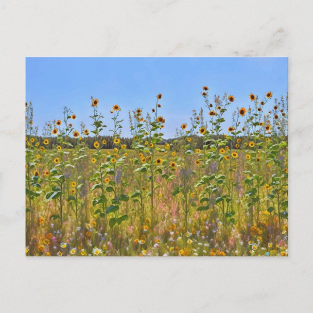 Postale Tournesols sauvages sur une clôture de ferme Carte (Devant)