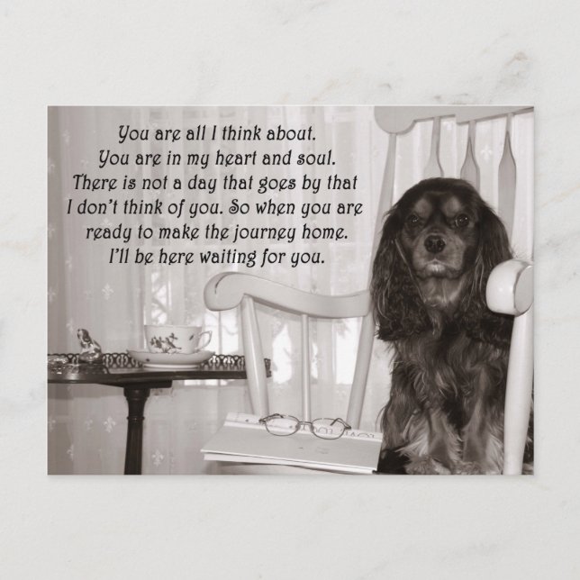 Postale Tu me manques : une carte de Cavalier King Charles (Devant)