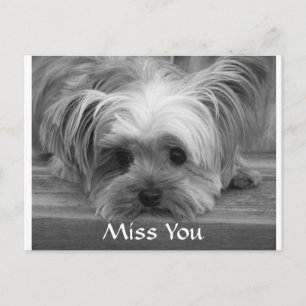 Postale Tu me manques Yorkshire Terrier chiot carte postal