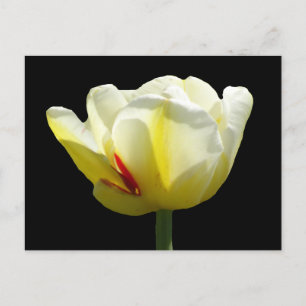 Postale Tulipe Jaune Blanche Près De La Poussière. Carte p