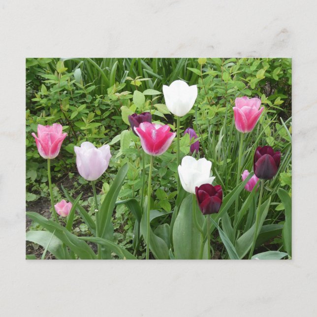 Postale Tulipes à plusieurs couleurs do-it-yourself carte  (Devant)