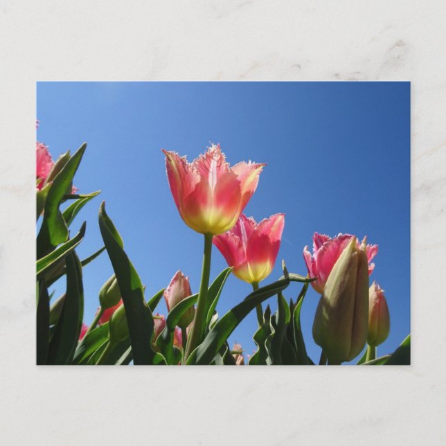 Postale Tulipes roses et Ciel bleu do-it-yourself carte po (Devant)