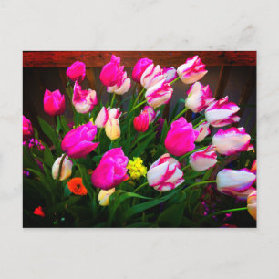 Postale Tulips Christmas Dream and Affaire #1 Carte postal