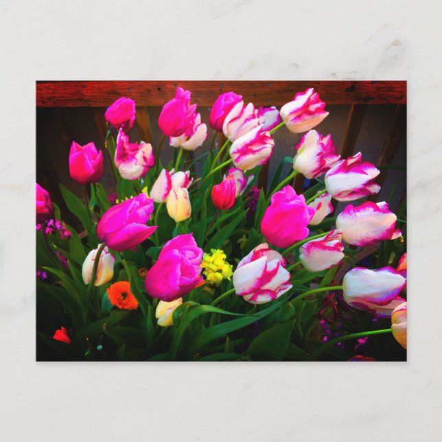 Postale Tulips Christmas Dream and Affaire #1 Carte postal (Devant)