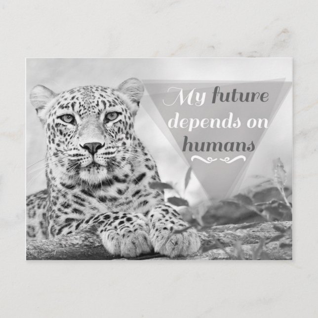 Postale Un léopard en danger protège la faune Carte postal (Devant)