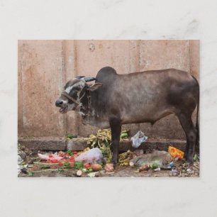 Postale Vache sacrée en Inde se nourrit des déchets Carte 