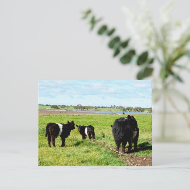 Postale Vaches, Carte Postale, Fumée Et Bébé Galloway (Debout devant)