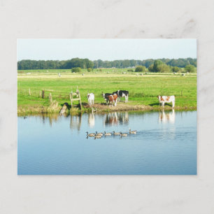 Postale Vaches dans le paysage de la rivière Meadow Carte 
