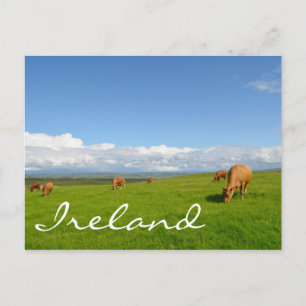 Postale Vaches pâturant dans une prairie en Irlande carte 