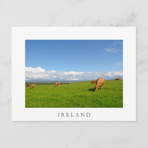 Postale Vaches pâturant dans une prairie en Irlande carte 