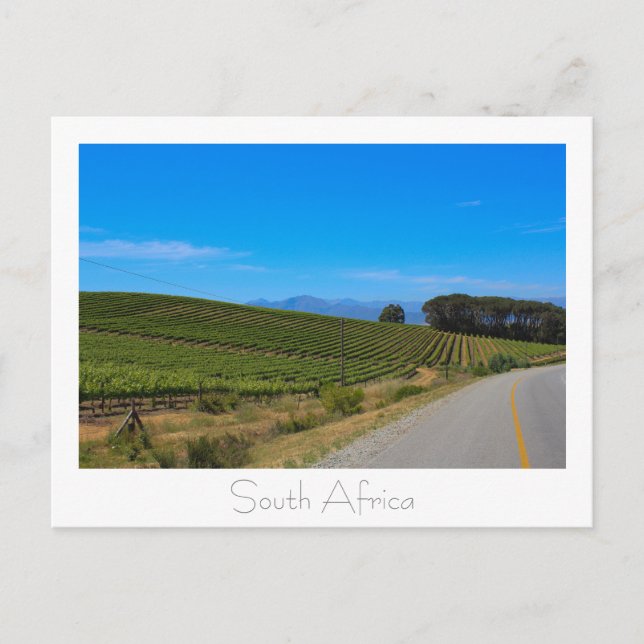 Postale Vineyard Nature View Afrique du Sud SA Carte posta (Devant)