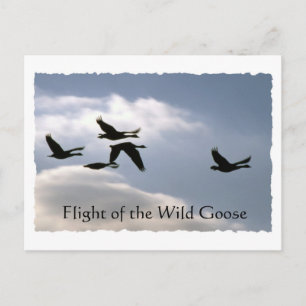 Postale Vol de l'Oie sauvage - bords déchirés carte postal