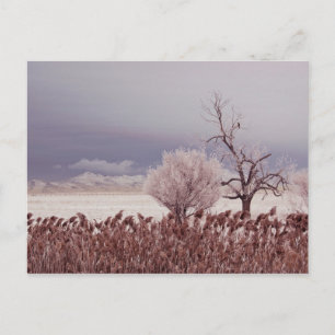 Postale Vue gelée de l'île d'Antelope - Utah - Carte posta