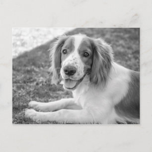 Postale Welsh Springer Spaniel - Noir & Blanc Carte post