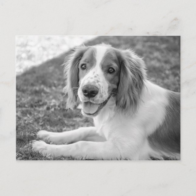 Postale Welsh Springer Spaniel - Noir & Blanc | Carte post (Devant)