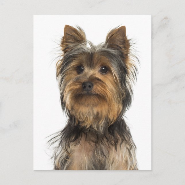 Postale Yorkshire Terrier Chien Chien Chien Blanc Carte po (Devant)