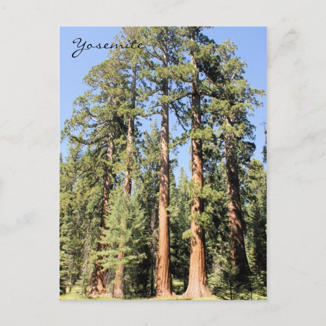 Postale Yosemite Parc National Sequoia tree Photo Carte po (Devant)