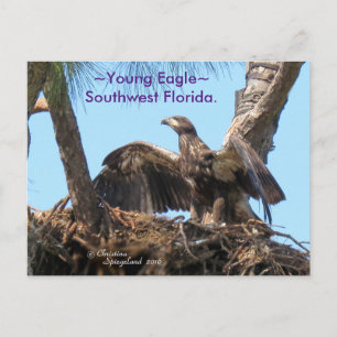 Postale Young Eagle ouvert ailes Florida Spiegeland Carte