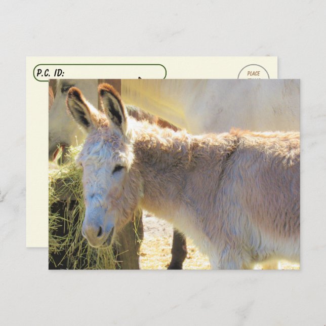 Postcroisement - Carte postale Adorable Donkey (Devant / Derrière)