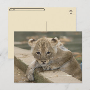 Postcross - jolie carte postale de Lion Cub Africa